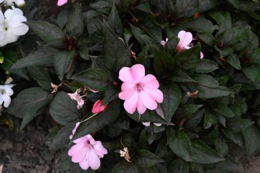 Bahçede güzel çiçek yakın çekim 