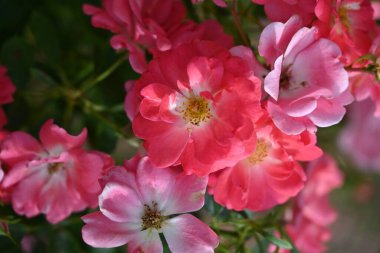 Bahçede büyüyen güzel çiçekler 