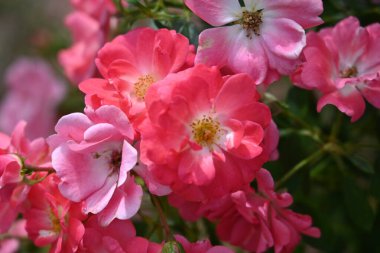 Bahçede büyüyen güzel çiçekler 