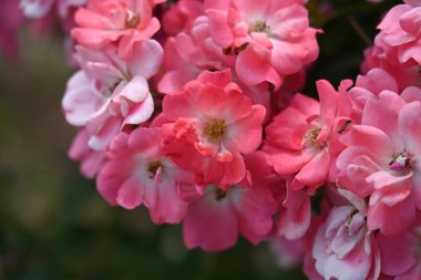 Bahçede büyüyen güzel çiçekler 