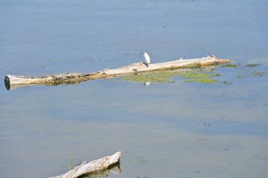 Yazın güzel göl manzarası