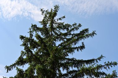ağaç çam dalları gökyüzü arkaplanına karşı 
