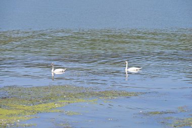Suda yüzen beyaz kuğular