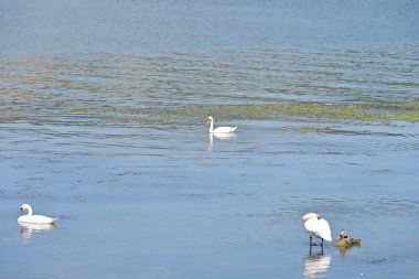Suda yüzen beyaz kuğular