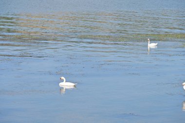Suda yüzen beyaz kuğular