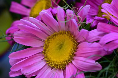 Güneşli bir günde bahçede büyüyen güzel çiçekler. 