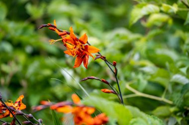 Güneşli bir günde bahçede büyüyen güzel çiçekler. 