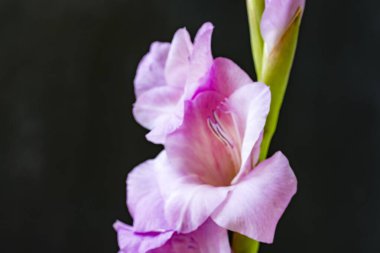 Siyah arkaplanda gladiolus çiçeği.