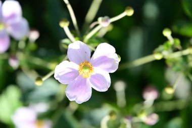Bahçedeki güzel şakayık çiçekleri 