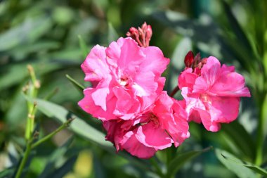 Güneşli bir günde bahçede büyüyen güzel çiçekler. 