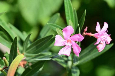 Güneşli bir günde bahçede büyüyen güzel çiçekler. 