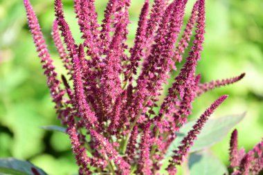 Güneşli bir günde bahçede büyüyen güzel çiçekler. 