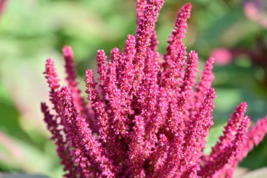 Yakın plan - güneşli yaz gününde bahçede çiçek açan güzel çiçeklerin görüntüsü