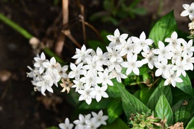 Güneşli bir günde bahçede büyüyen güzel çiçekler. 