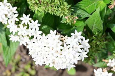 Güneşli bir günde bahçede büyüyen güzel çiçekler. 