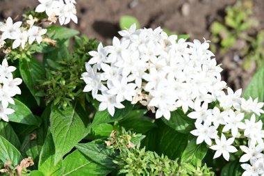Güneşli bir günde bahçede büyüyen güzel çiçekler. 