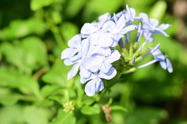 Yakın plan - güneşli yaz gününde bahçede çiçek açan güzel çiçeklerin görüntüsü