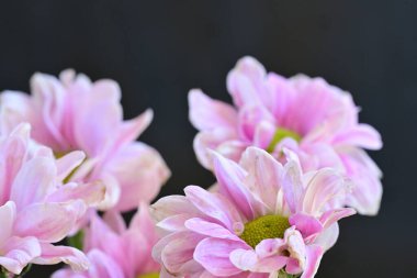 güzel pembe kasımpatı çiçekleri yakın çekim  