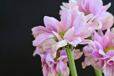 güzel pembe kasımpatı çiçekleri yakın çekim  