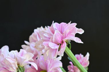 güzel pembe kasımpatı çiçekleri yakın çekim  