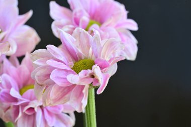 güzel pembe kasımpatı çiçekleri yakın çekim  