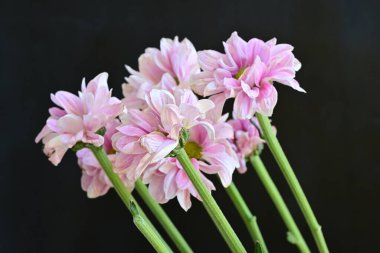 güzel pembe kasımpatı çiçekleri yakın çekim  