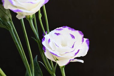 Güzel Eustoma çiçeklerinden oluşan buketi kapat. 