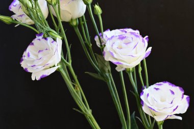 Güzel Eustoma çiçeklerinden oluşan buketi kapat. 