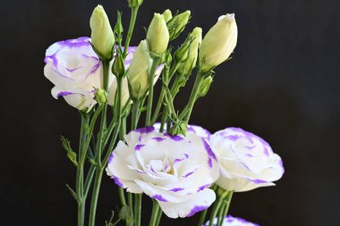 Güzel Eustoma çiçeklerinden oluşan buketi kapat. 