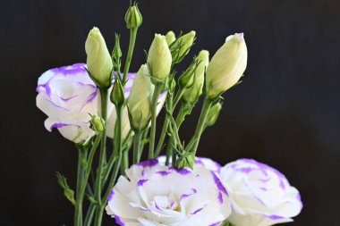 Güzel Eustoma çiçeklerinden oluşan buketi kapat. 