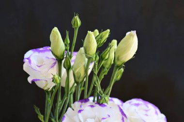 Güzel Eustoma çiçeklerinden oluşan buketi kapat. 