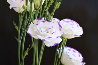 Güzel Eustoma çiçeklerinden oluşan buketi kapat. 