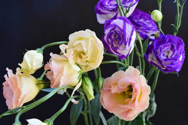 Güzel Eustoma çiçeklerinden oluşan buketi kapat. 