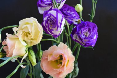 Güzel Eustoma çiçeklerinden oluşan buketi kapat. 