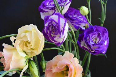 Güzel Eustoma çiçeklerinden oluşan buketi kapat. 