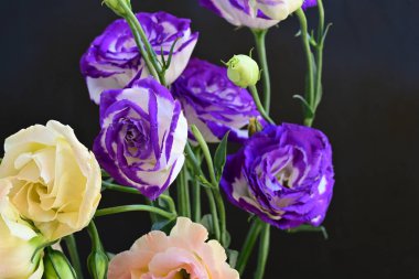 Güzel Eustoma çiçeklerinden oluşan buketi kapat. 