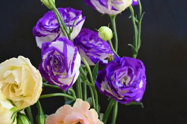 Güzel Eustoma çiçeklerinden oluşan buketi kapat. 