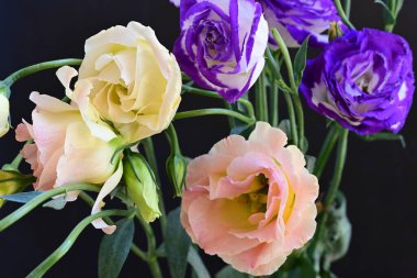 Güzel Eustoma çiçeklerinden oluşan buketi kapat. 