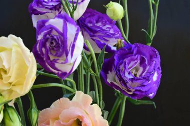 Güzel Eustoma çiçeklerinden oluşan buketi kapat. 