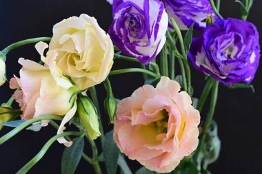 Güzel Eustoma çiçeklerinden oluşan buketi kapat. 