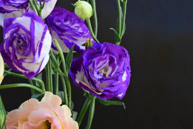 Güzel Eustoma çiçeklerinden oluşan buketi kapat. 