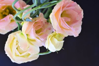 Güzel Eustoma çiçeklerinden oluşan buketi kapat. 