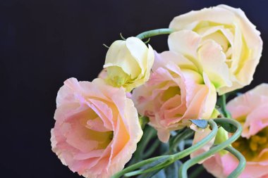 Güzel Eustoma çiçeklerinden oluşan buketi kapat. 