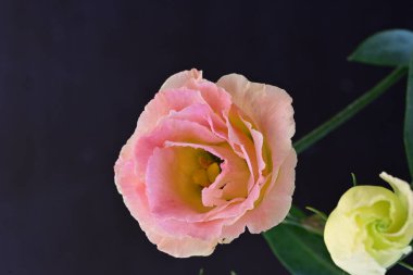 Güzel Eustoma çiçeklerinden oluşan buketi kapat. 