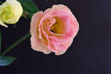 Güzel Eustoma çiçeklerinden oluşan buketi kapat. 