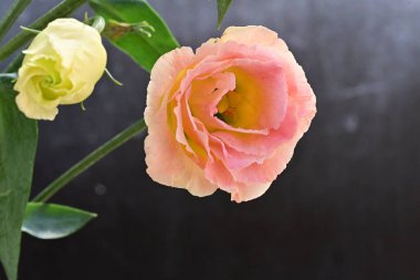 Güzel Eustoma çiçeklerinden oluşan buketi kapat. 