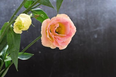 Güzel Eustoma çiçeklerinden oluşan buketi kapat. 