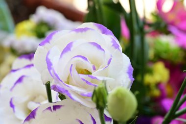 Güzel Eustoma çiçeklerinden oluşan buketi kapat. 