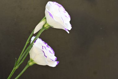 Güzel Eustoma çiçeklerinden oluşan buketi kapat. 