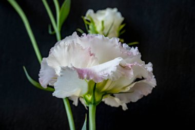 Güzel Eustoma çiçeklerinden oluşan buketi kapat. 